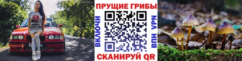 купить  цена  Конаково  Псилоцибиновые грибы GOLDEN TEACHER 